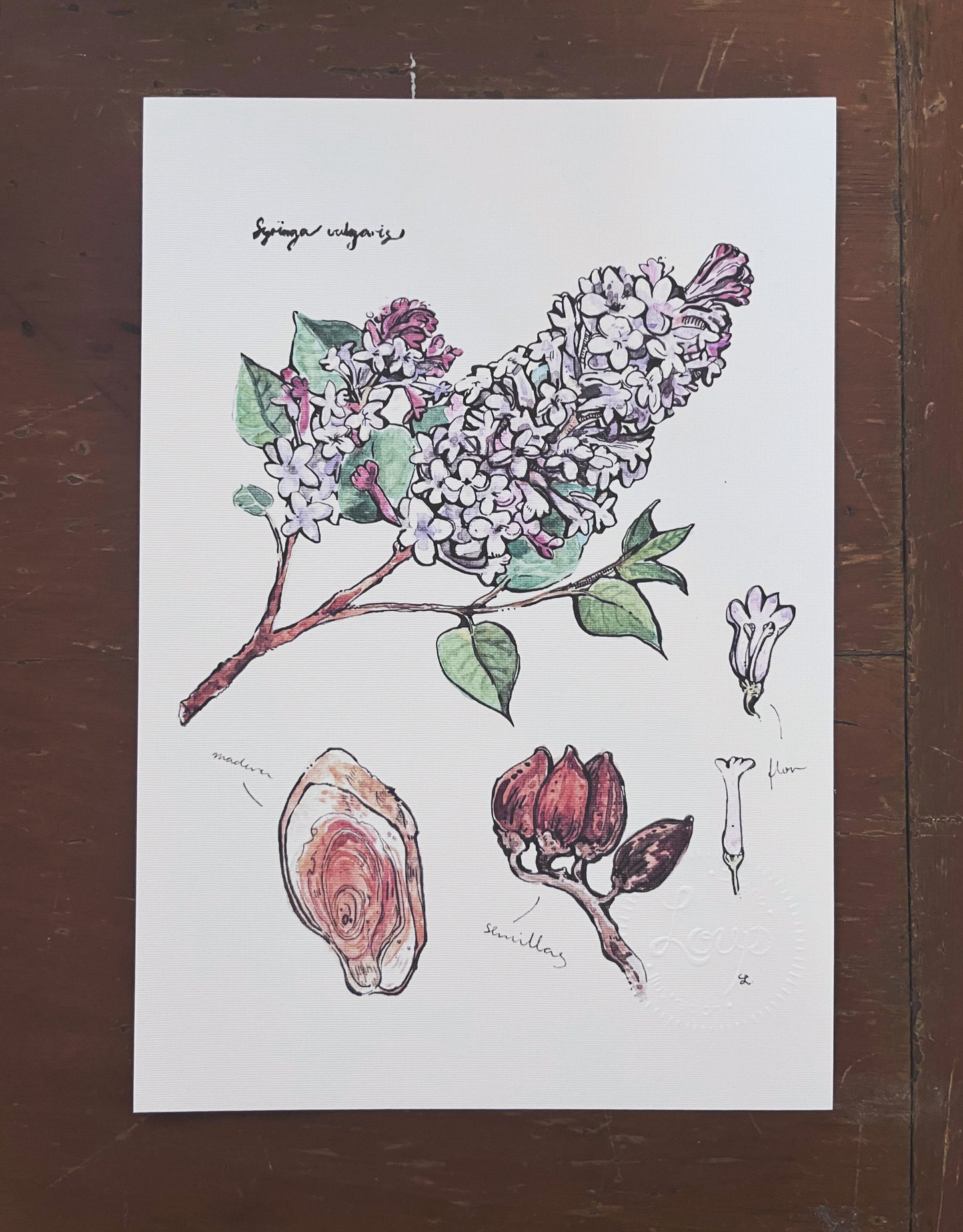 Print botánico, Lila & saúco, 14x21.5cm