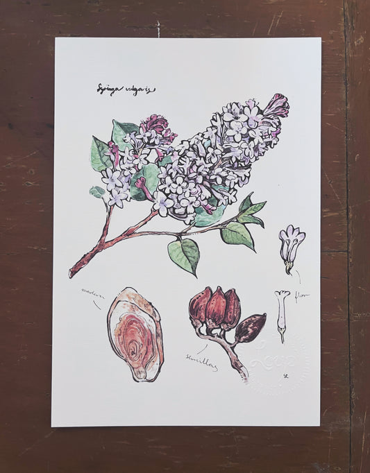 Print botánico, Lila & saúco, 14x21.5cm